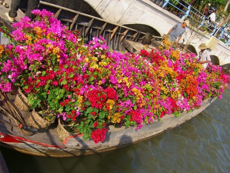 Bougainvillea Boat Vietnam