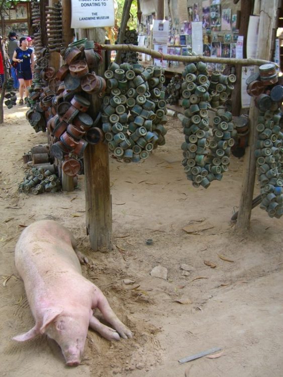 Sleeping Pig Cambodia