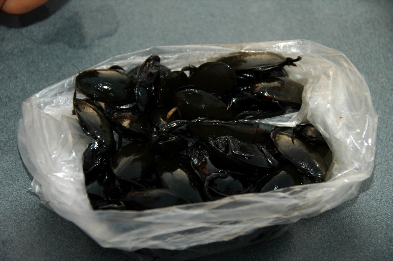 Grilled Beetles - Battambang