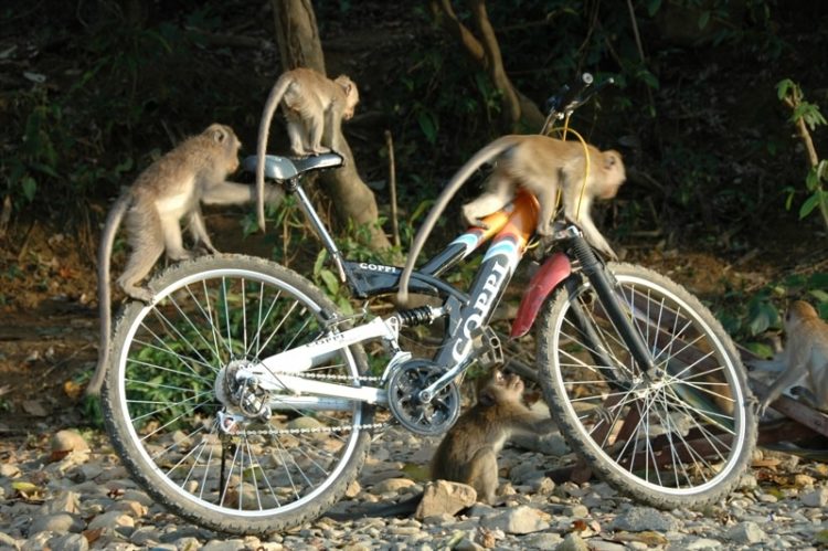 Monkeys on a Bike - Khao Sok