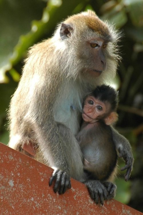 Mother and Baby Monkey - Penang