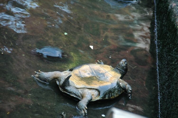 Turtle Upside Down - Penang