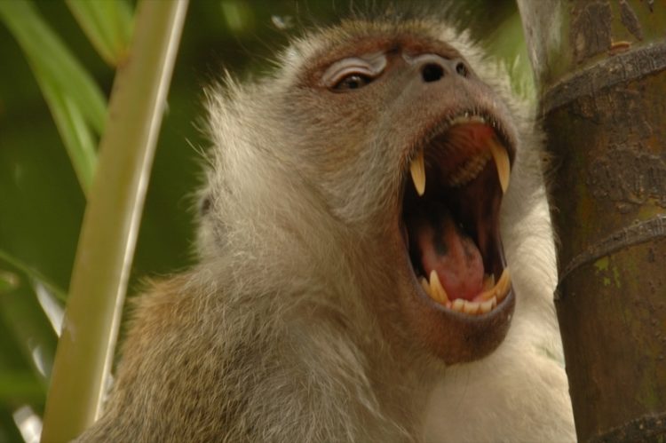 Yawning Monkey - Penang