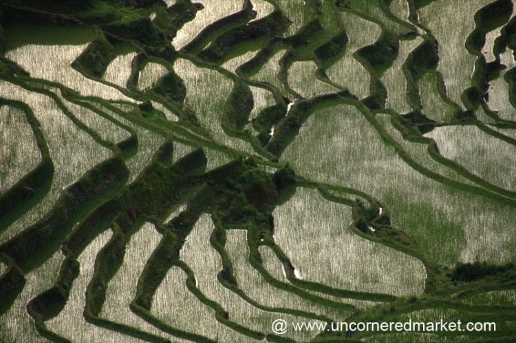 Yuanyang's Terraced Rice Fields