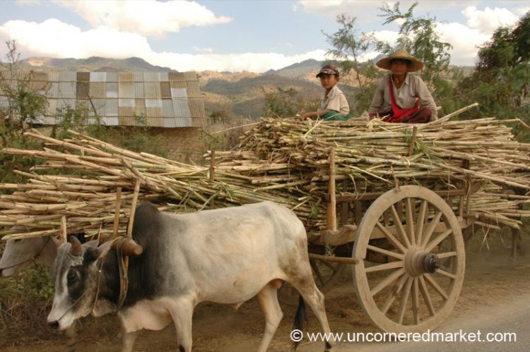 Oxen Cart of Burma