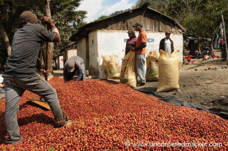 Coffee Berry Workers - Lake Atitlan, Guatemala