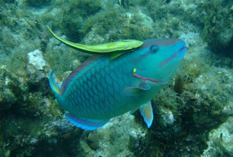 Parrot Fish - Utila