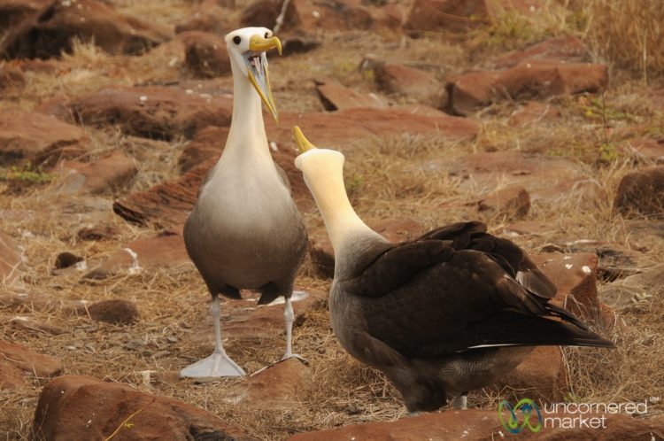 Albatross Dance - Galapagos Islands