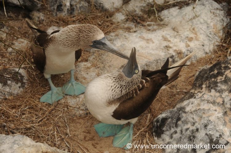 Blue Footed Booby Dance 