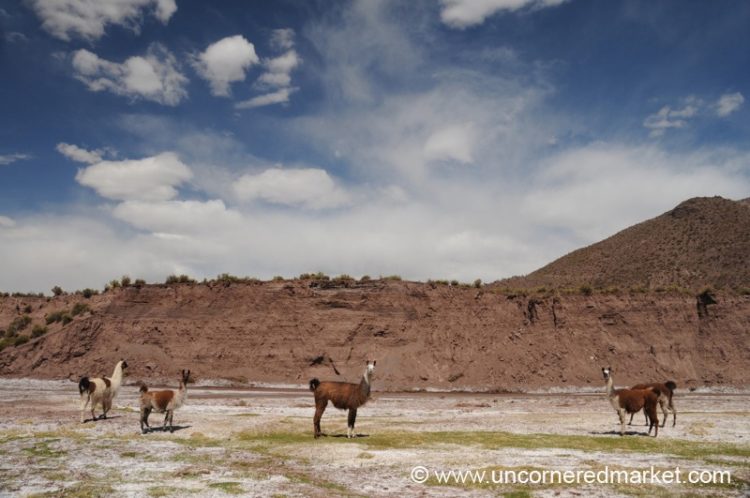 Llamas! - Salar Tour,