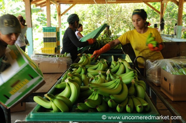 Banana Packing in Bolivia