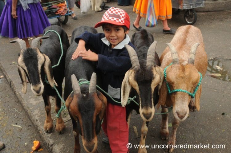A Boy and His Goats - Cuenca, Ecuador