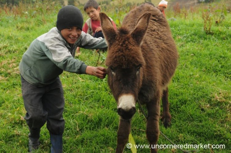 Showing Off His Donkey - Otavalo, Ecuador