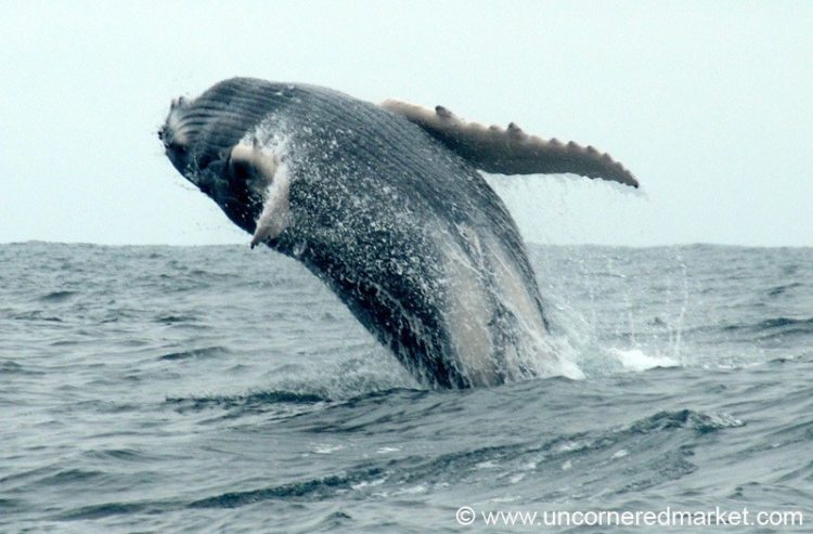 Humpback Whale Backflip - Puerto Lopez, Ecuador