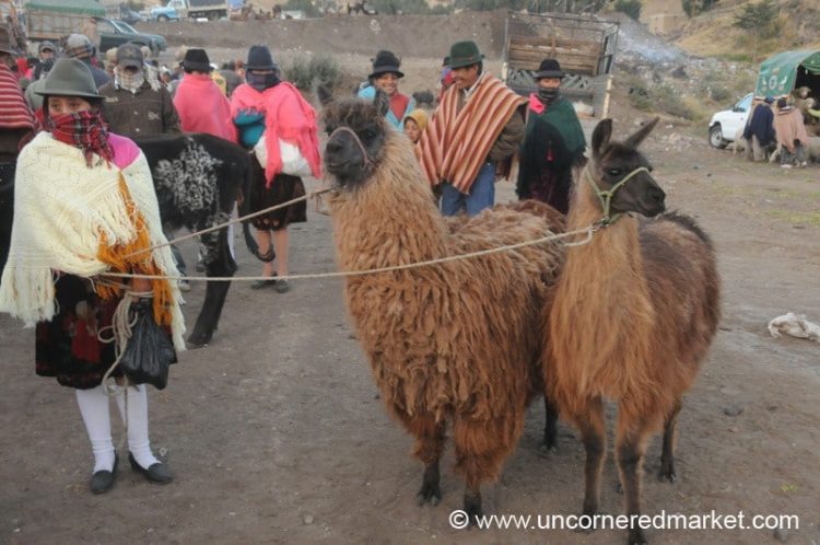 Prized Llamas - Zumbahua, Ecuador