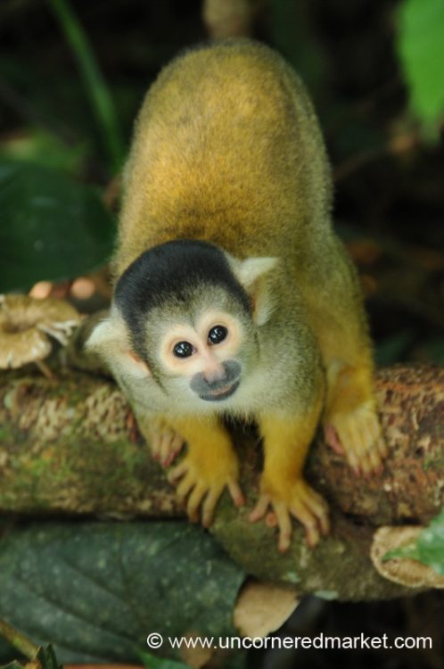Squirrel monkey looks up at the Inti Wara Yassi animal reserve