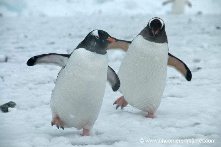 Penguin Dance -Antarctica