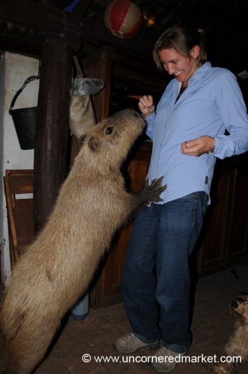 Feeding the Capybara - Concepcion, Paraguay