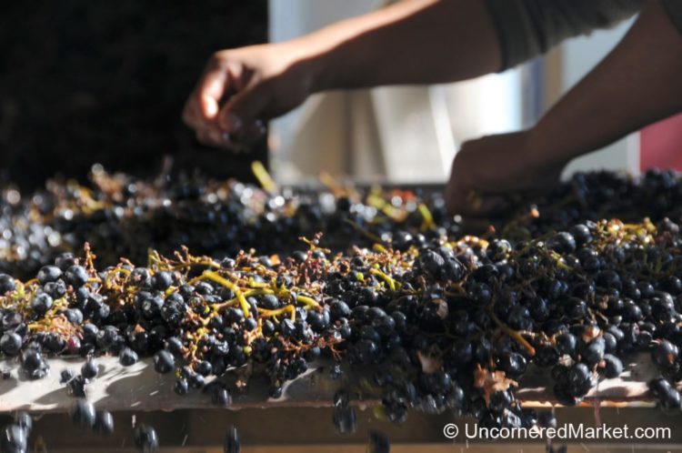 Hand Sorting Grapes in Patagonia