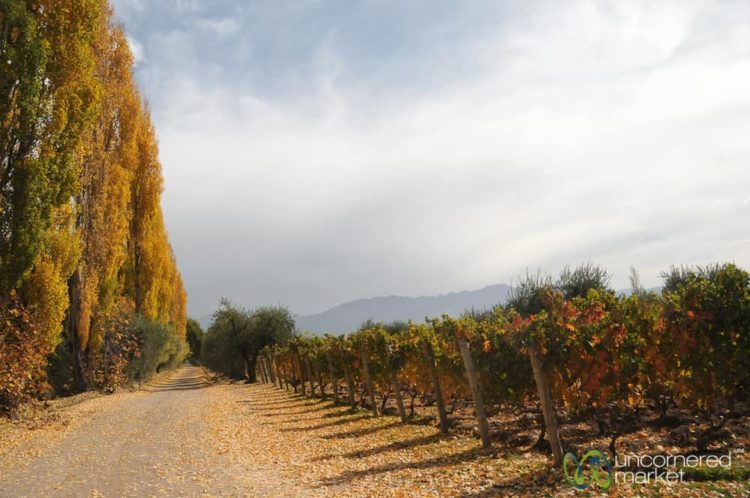 Autumn in the Vineyards - Mendoza, Argentina
