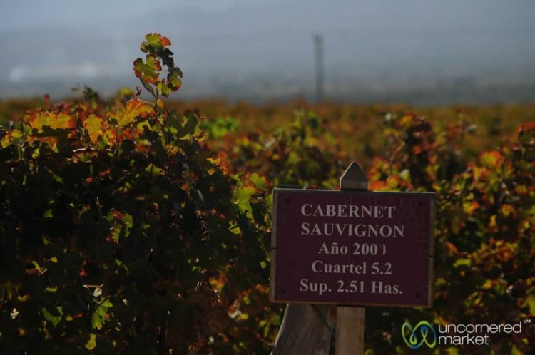 Cabernet Sauvignon Grapes Growing Outside Cafayate, Argentina