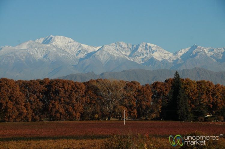 Fall Colors at the Vineyards Near Mendoza on the Way to Santiago - Argentina/Chile