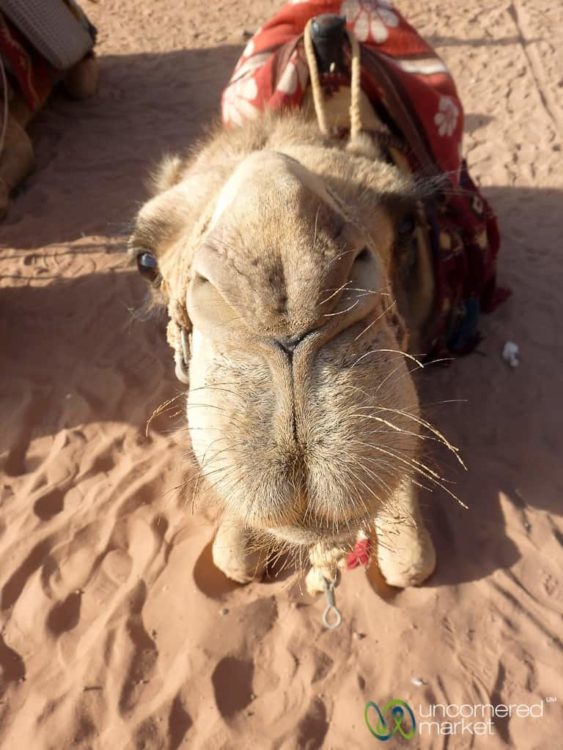 Give me a Big Camel Kiss - Wadi Rum, Jordan