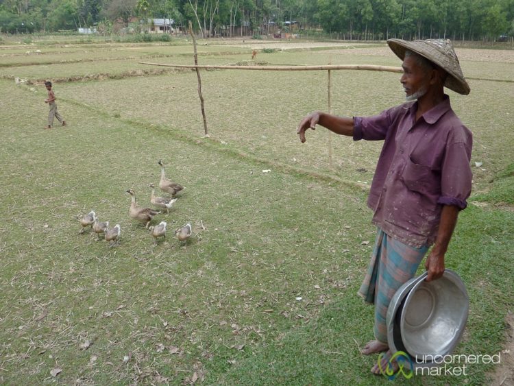Herding Geese Srimongal Bangladesh