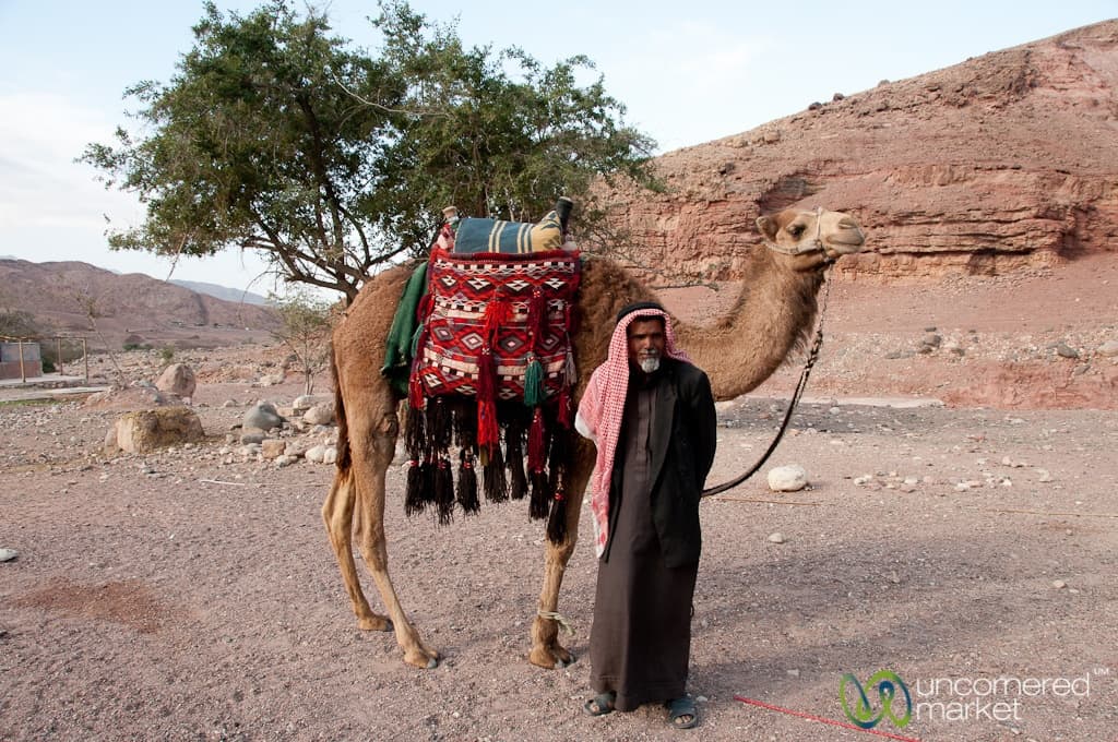 Camel, a Bedouin's Best Friend - Feynan, Jordan