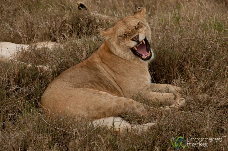 Big Lion Yawn - Serengeti