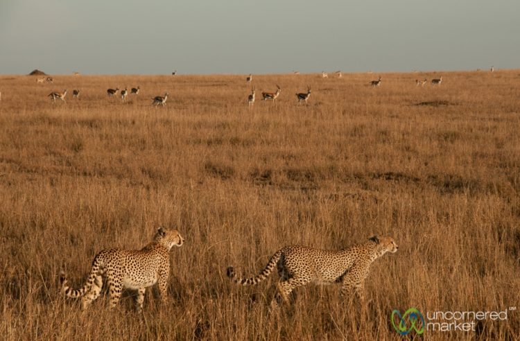 Cheetah Brothers Hunt Together