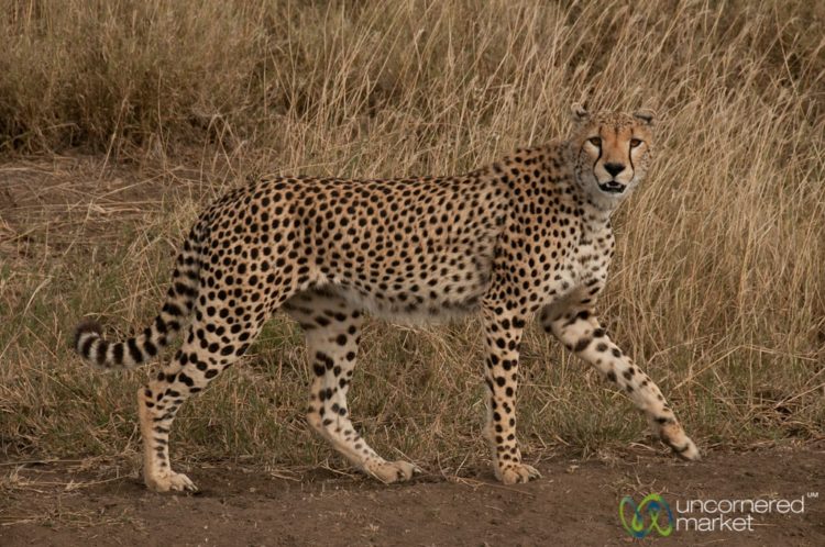 Cheetah Passing Us By - Serengeti