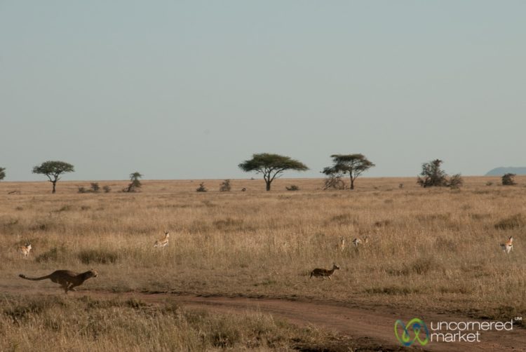 Cheetah on the Hunt - Serengeti