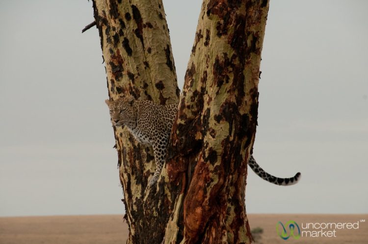 Leopard Lookout Spot in Tree - Serengeti