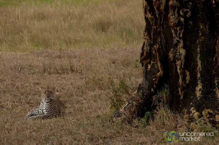 Leopard Resting by Tree - Serengeti