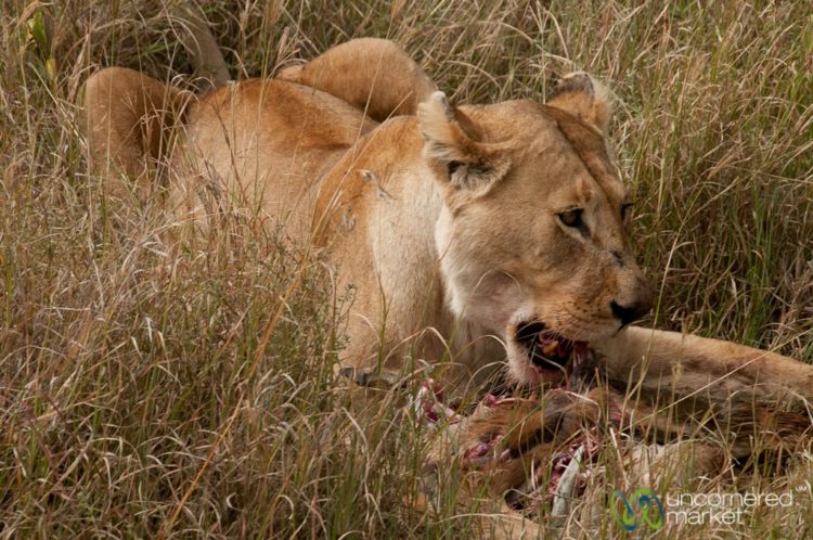 Lion Feasting on an Antelope - Serengeti