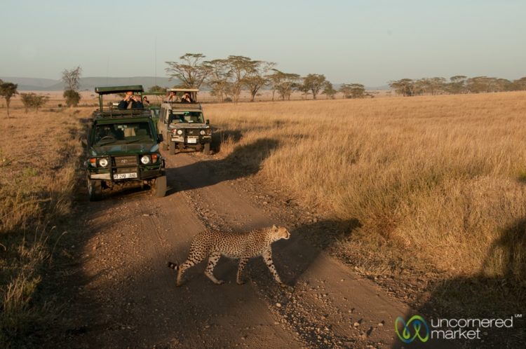 Cheetah Crossing Road - Serengeti safari
