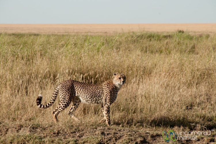 Cheetah Decides Hunting Strategy in safari