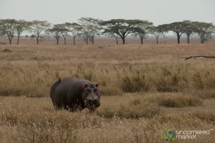 Hippopotamus in Serengeti Safari