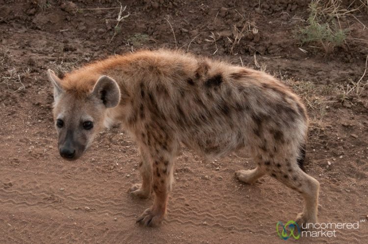 Hyena in Serengeti safari