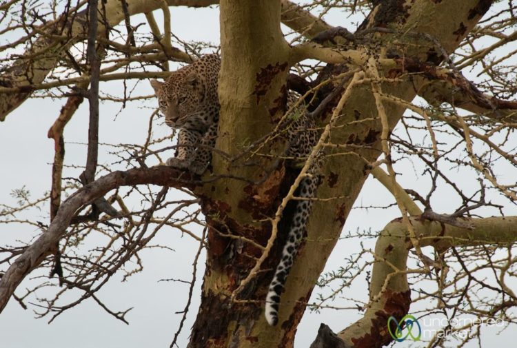 Leopard Walking in Tree - Serengeti safari