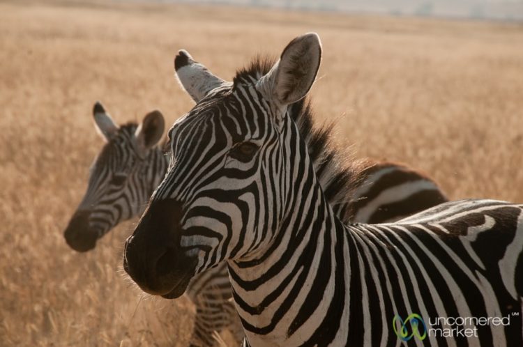 Zebra Heads - Ngorongoro Crater