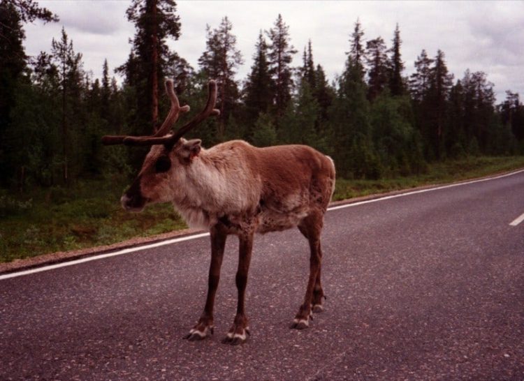 Reindeer on Roads in Northern Finland