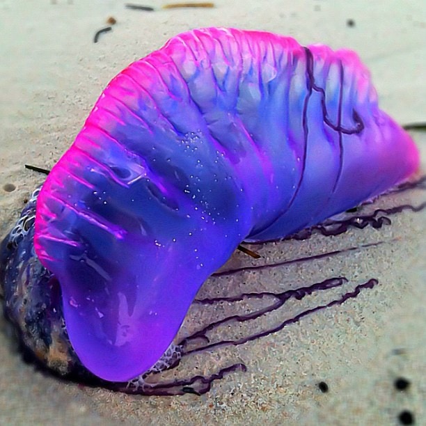 Psychedelic jellyfish