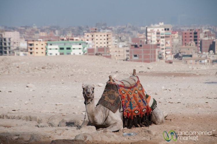 Egyptian Camel with Cairo Skyline