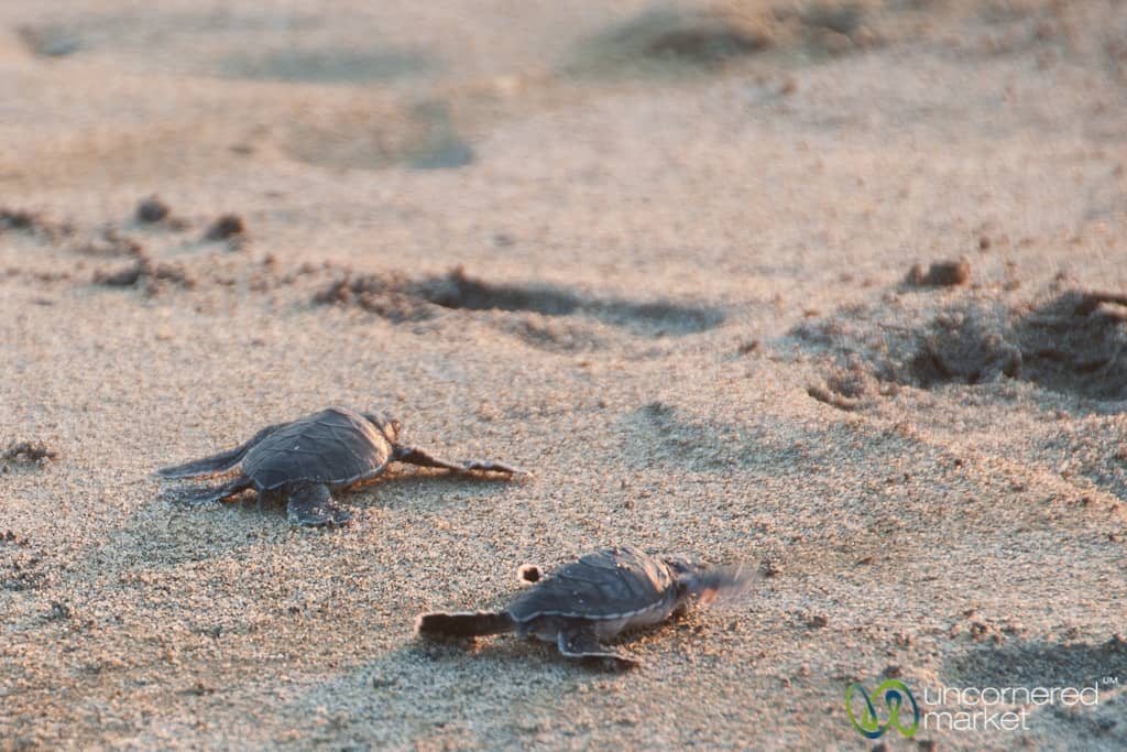 Baby Sea Turtles - Playa La Ventanilla, Mexico