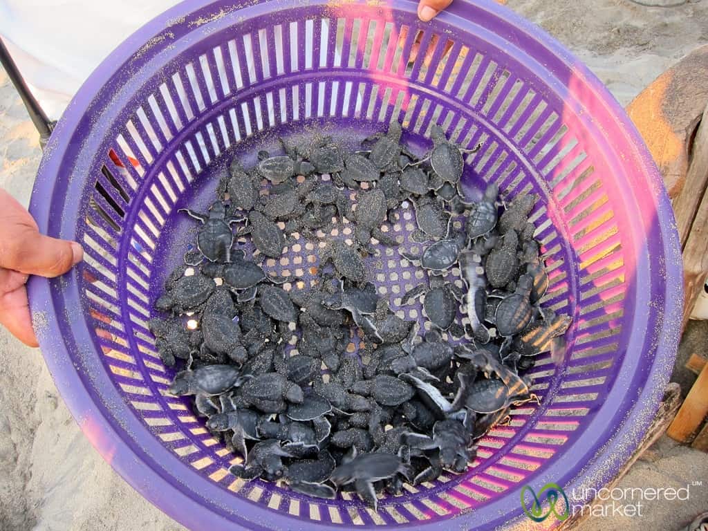 Baby Turtles for "Liberation" Event - Mazunte, Mexico