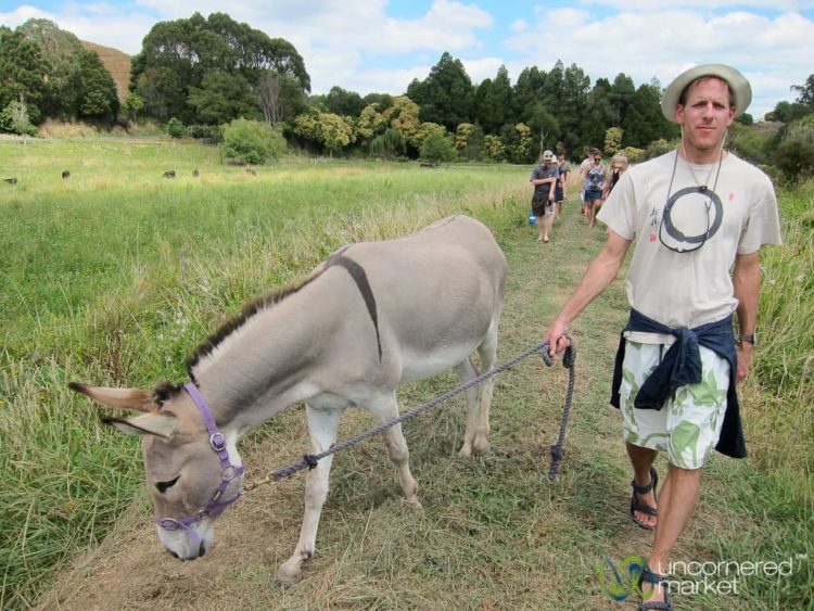 Dan Walks a Donkey - Sustainable Farm near Raglan, New Zealand