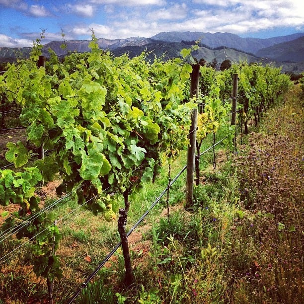 Herzog Winery in Marlborough