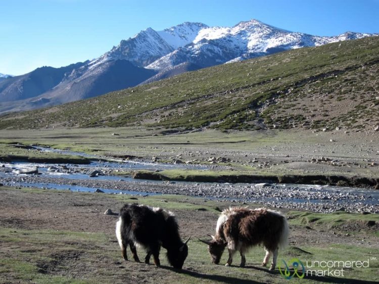 Zos Grazing at Nimiling - Markha Valley Trek, Ladakh
